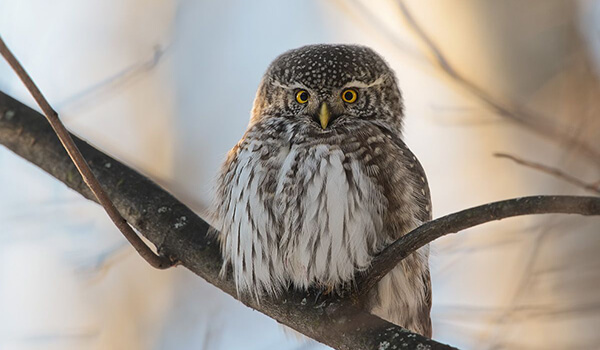 Foto: Barn Owl