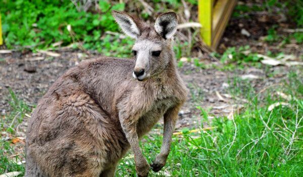Foto: Grijze kangoeroe dier