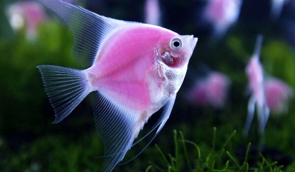 Foto: Almindelig angelfish