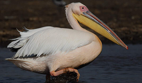 Photo: Pelican