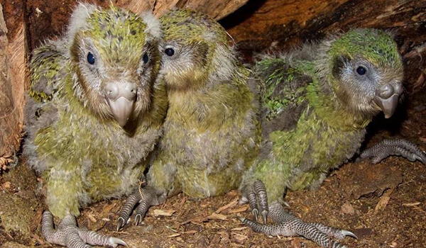 Foto: Kakapo Chicks