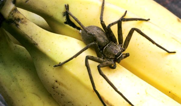 Foto: Brasiliansk vandrende edderkop i bananer