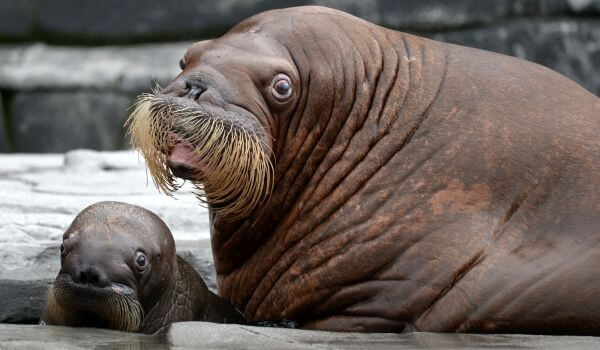 Photo: Walrus Red Book