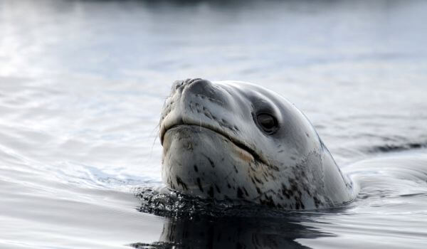 Photo: Animal sea leopard