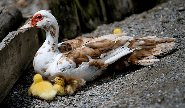 Foto: Filhotes de pato almiscarado 
