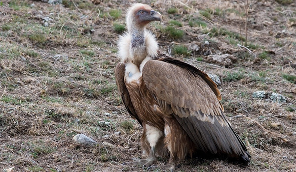 Foto: Griffon Vulture from the Red Book