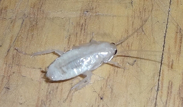 Photo: White transparent cockroach