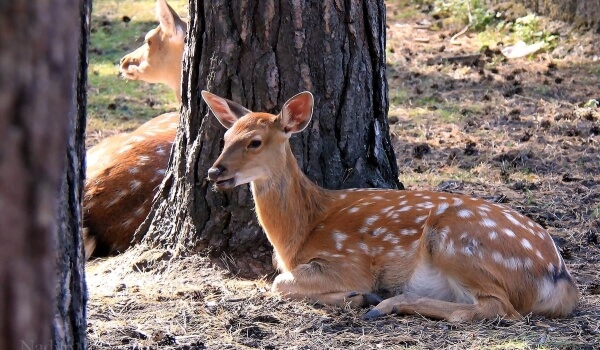 Photo: Spotted Deer