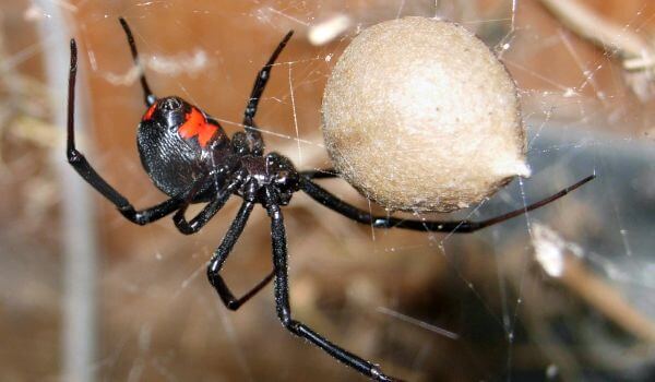 Photo : araignée veuve noire
