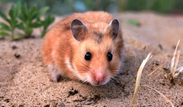 Foto: Syrisk hamster pige