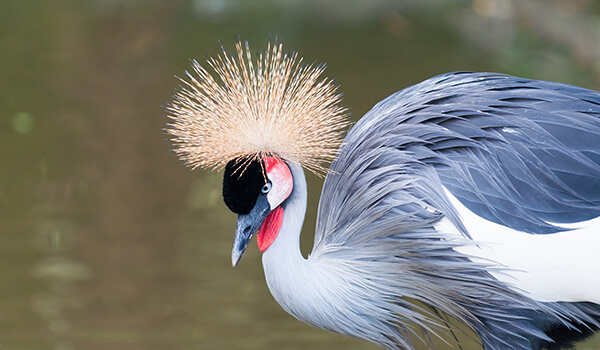 Photo: What a crowned crane looks like