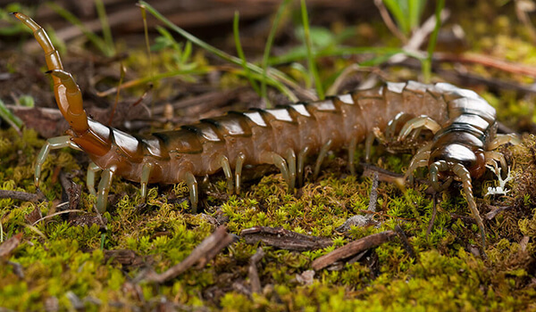 Photo: What a centipede looks like
