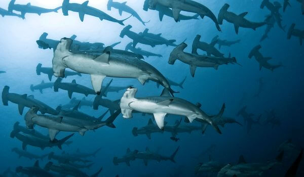 Photo: Baby hammerhead shark