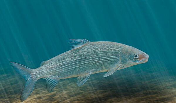 Photo: Whitefish debaixo d'água