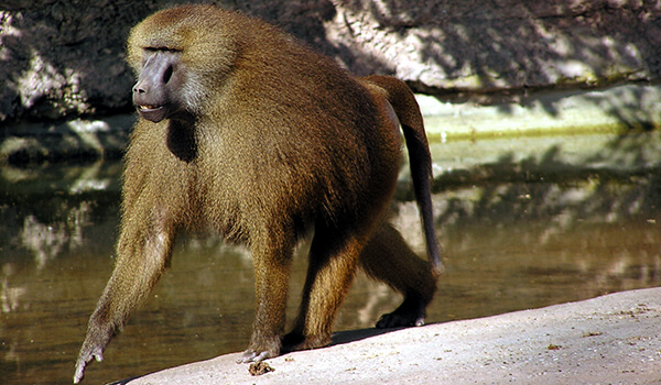 Foto: Macaco Babuíno