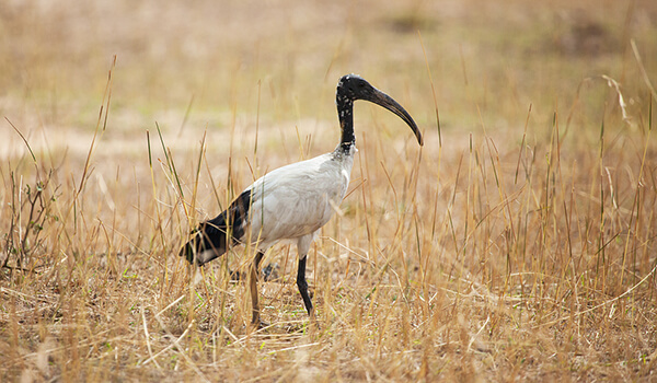  Photo: Sacred ibis