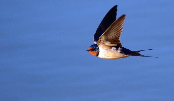 Photo: Swallow in flight