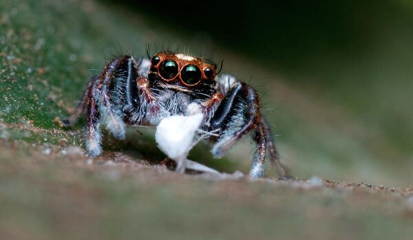 Foto: Koňský pavouk v přírodě