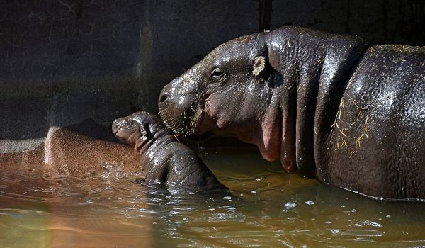 Foto: Pygmy Hippo Baby