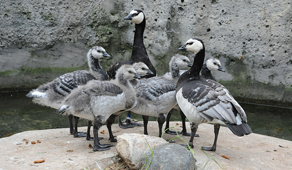 Photo: Goose Chicks