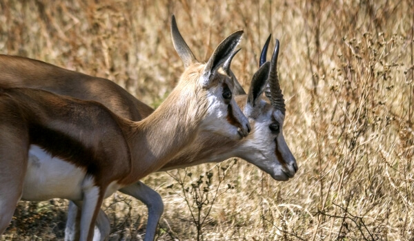 Photo: Springbok