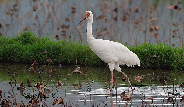 Photo: What a white crane looks like