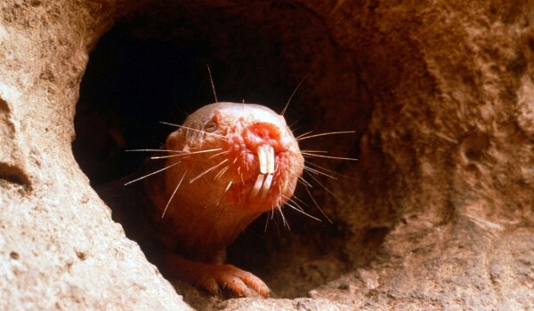 Foto: Afrikansk naken mullvadsråtta