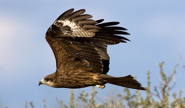 Photo: Black kite in flight