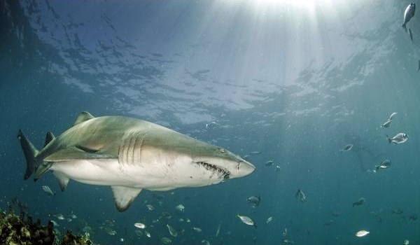 Photo: Tiger Shark Fish