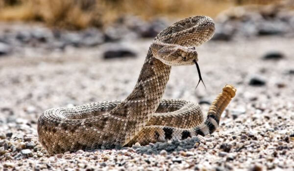 Photo: Venomous Rattlesnake