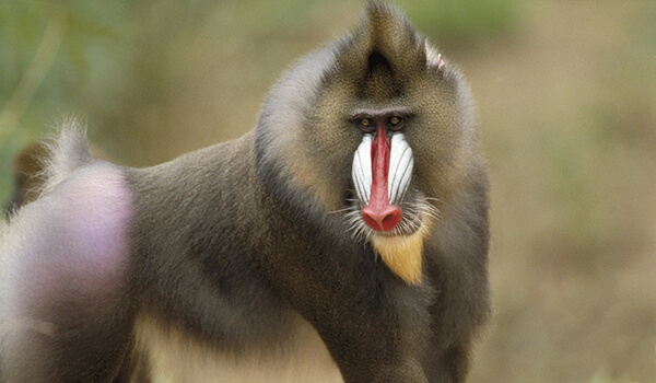 Photo: What a mandrill looks like