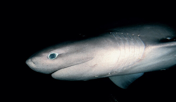 Foto: Sixgill Shark
