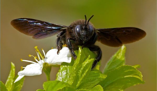 Photo: Common Carpenter Bee