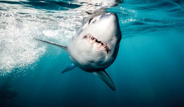 Foto: Tubarão Mako na água