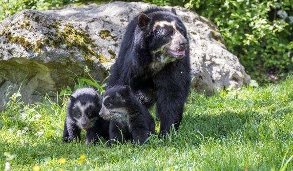Photo: Spectacled Bear South America