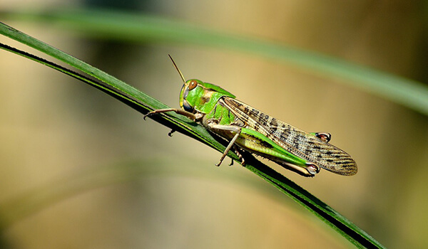 Foto: Grasshopper