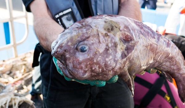 Photo: What a blobfish looks like