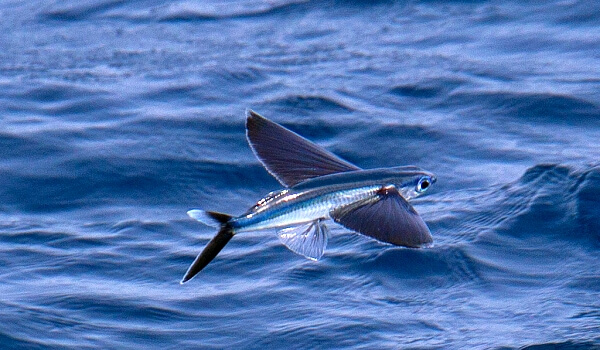 What does a flying fish eat