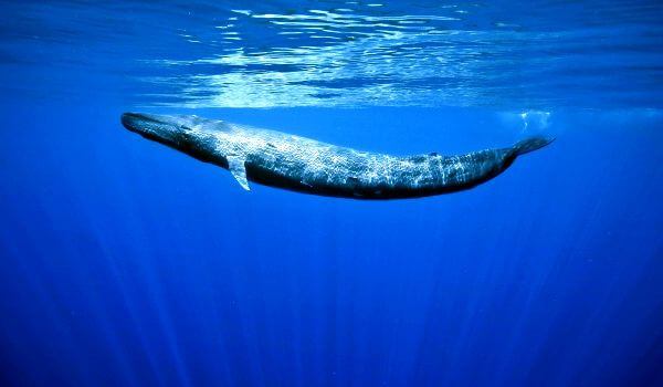 Foto: Baleia Azul do Livro Vermelho