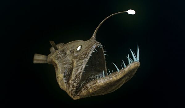 Photo: Anglerfish