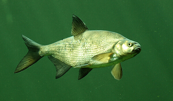 Photo: Bream in the Water