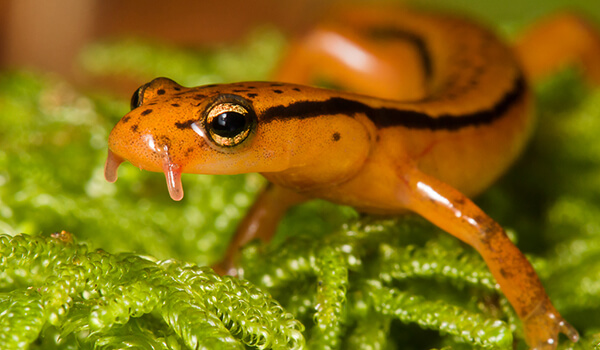 Photo: Orange salamander
