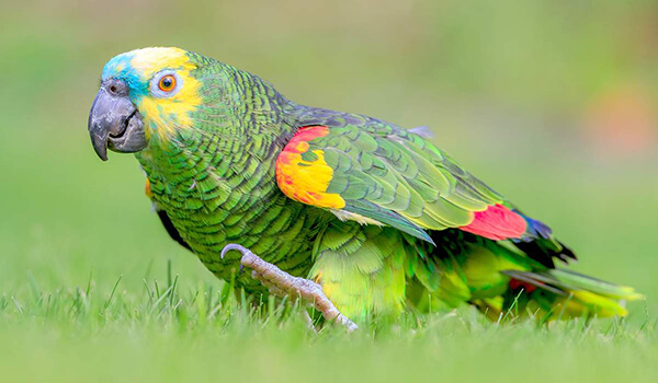 Photo: What an Amazon parrot looks like