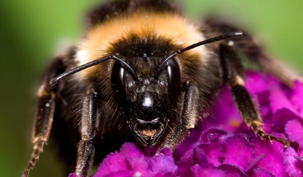 Photo: Bumblebee Animal