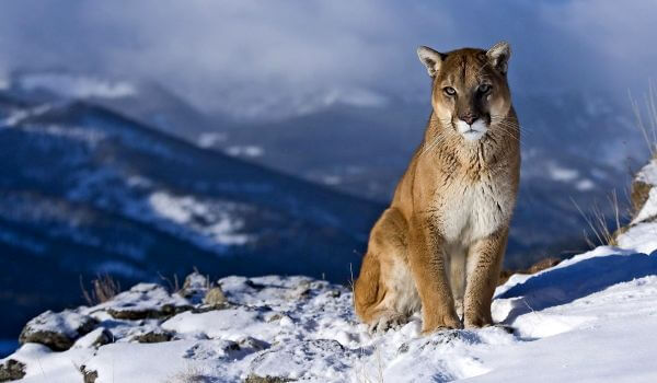 Photo: Cougar mammal