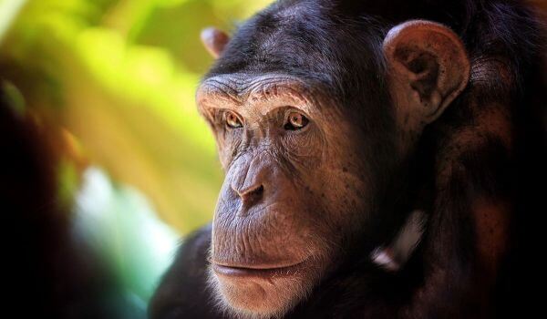  Foto: Chimpanzé Red Book