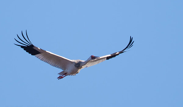Photo: Bird white crane