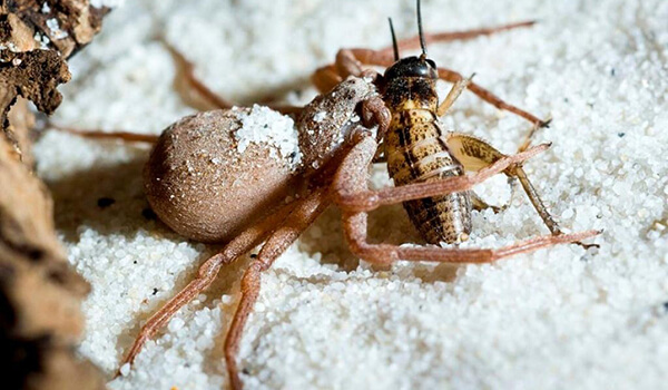Foto: Six araña de arena de ojos en la naturaleza 