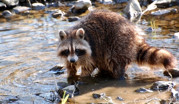 Photo: Raccoon gargle erases