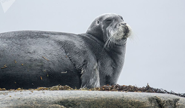 Foto: Sea lebre, também conhecido como barbudo foca